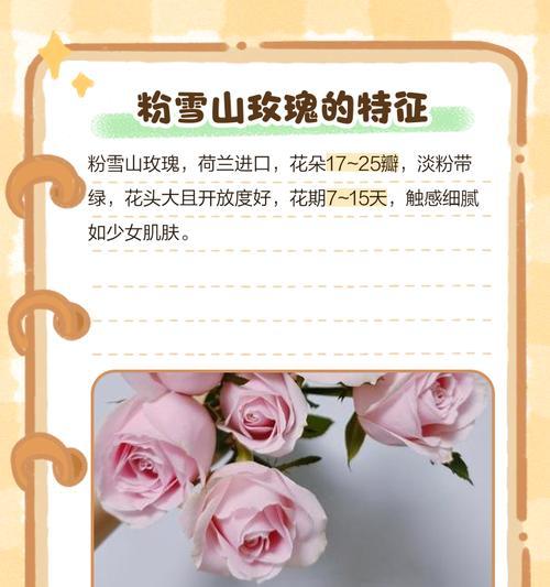 七朵玫瑰花代表什么意思？七朵玫瑰花的寓意有哪些？