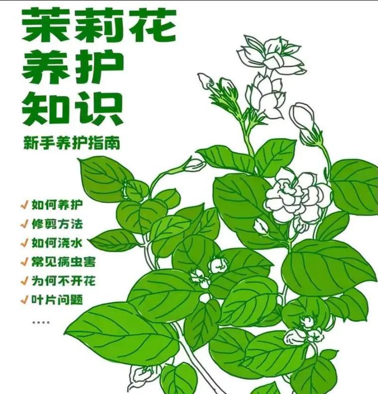 茉莉花冬天开花的寓意是什么？如何正确解读？