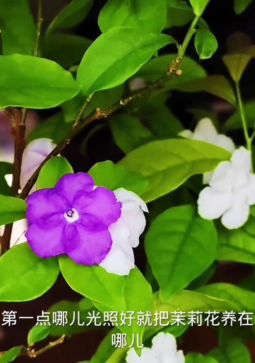 茉莉花冬天开花的寓意是什么？如何正确解读？
