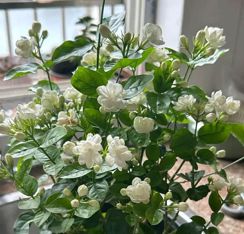 茉莉花冬天开花的寓意是什么？如何正确解读？