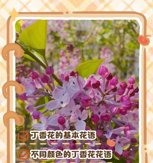 丁香花花语是什么意思？了解丁香花的象征意义和文化背景？