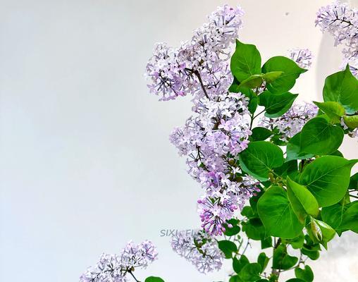 丁香花花语是什么意思？了解丁香花的象征意义和文化背景？