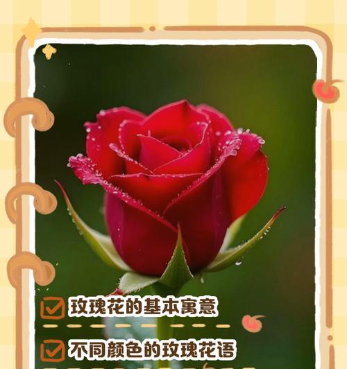 玫瑰的花语是什么？不同颜色和数量的玫瑰代表什么含义？
