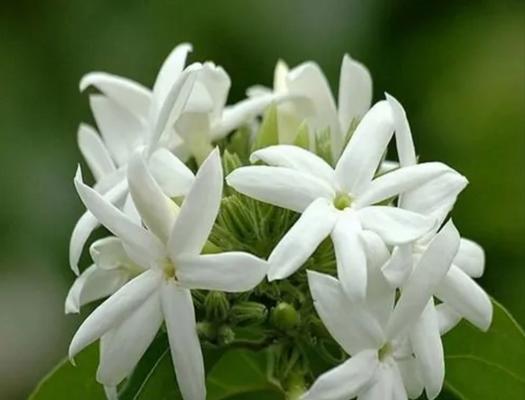 友情长久寓意的花是什么花？如何挑选表达长久友谊的花卉？