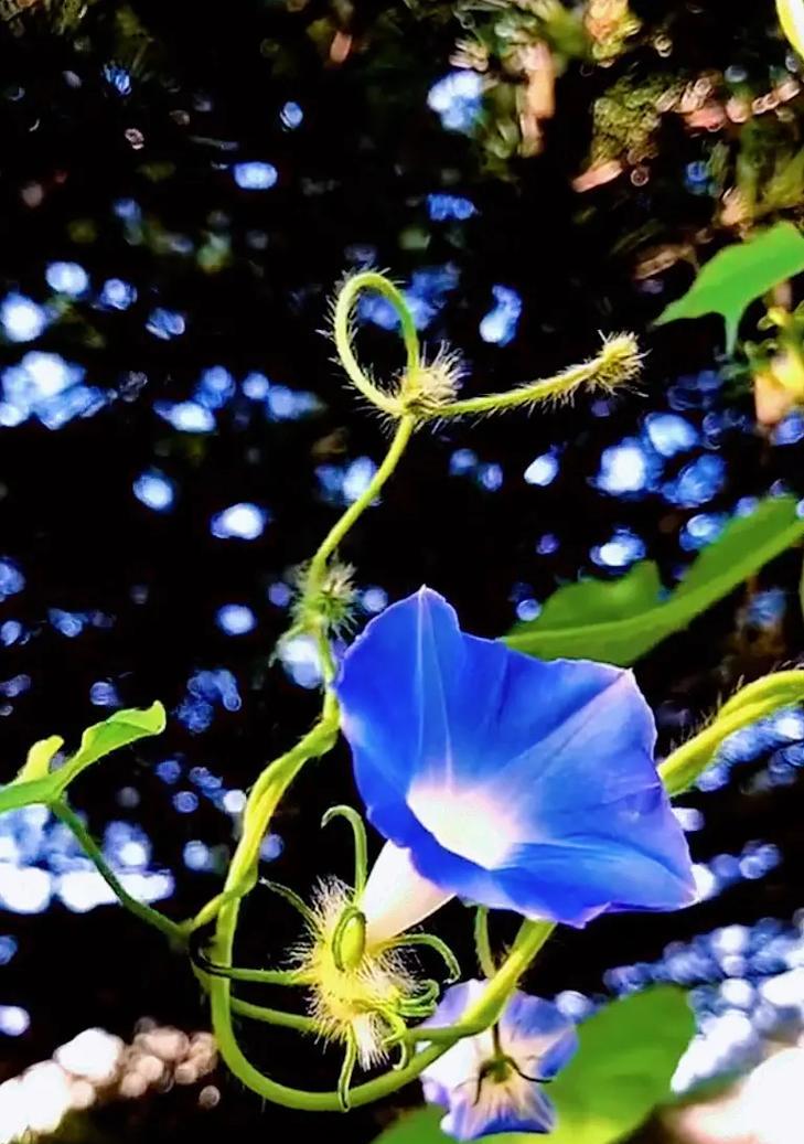 地毯花的花语是什么？地毯花代表的含义有哪些？