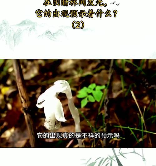冥界之花象征着什么？它的含义和传说有哪些？