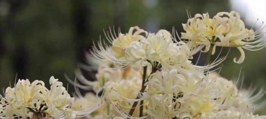 冥界之花象征着什么？它的含义和传说有哪些？