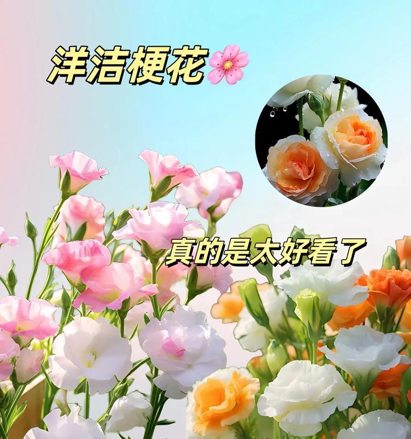 桔梗花语是什么？了解桔梗花的象征意义和花语含义？