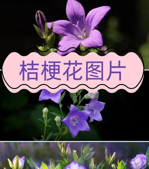 桔梗花语是什么？了解桔梗花的象征意义和花语含义？