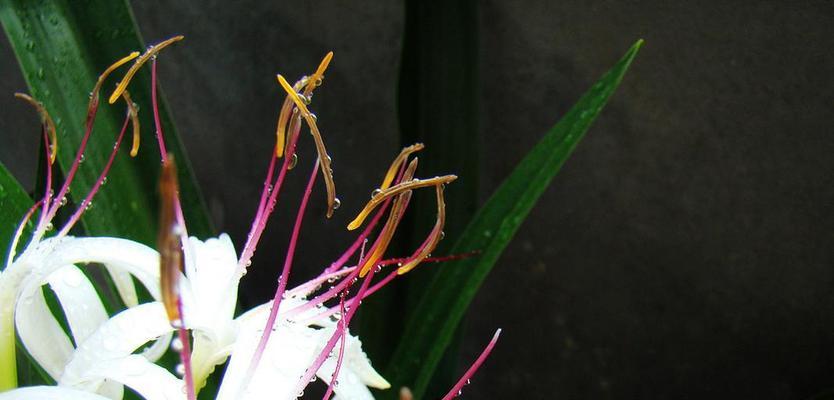 花语红颜是什么意思？花语红颜代表了哪些寓意？