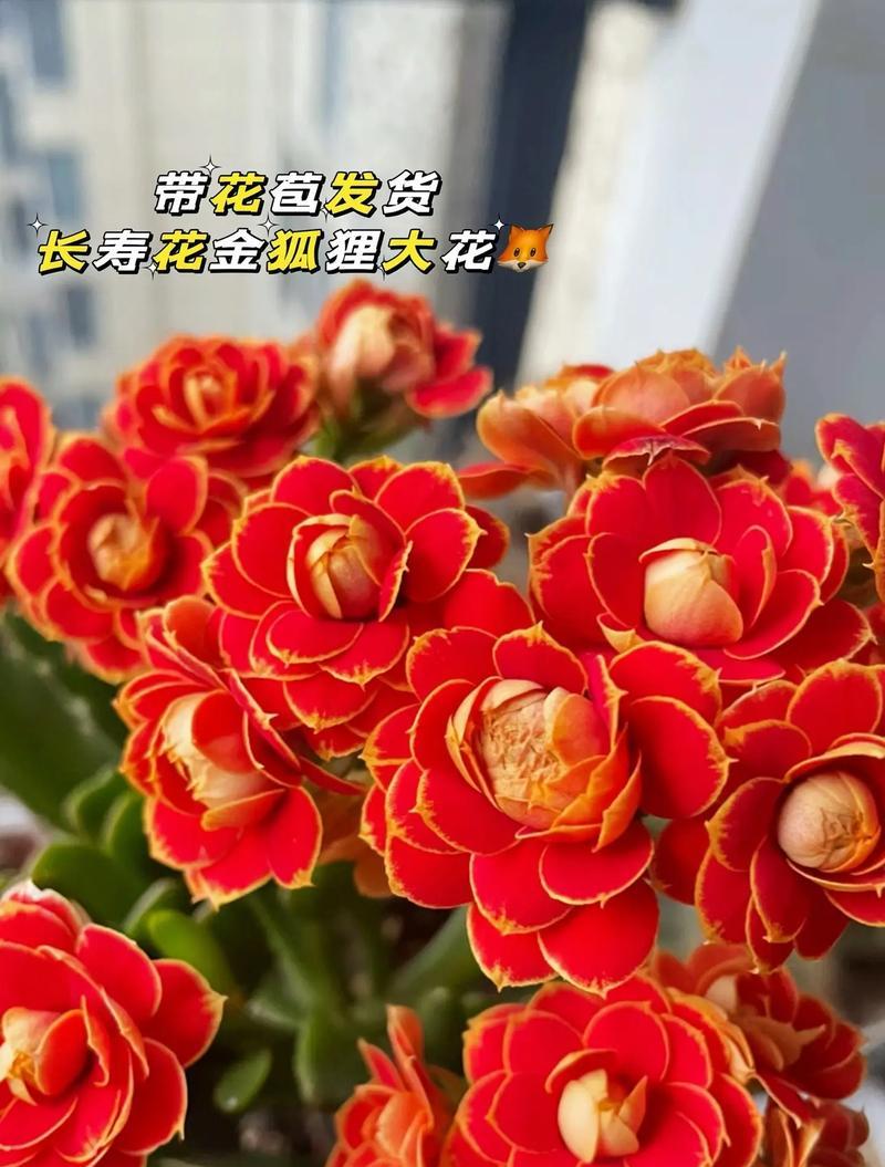 什么花的寓意好？如何选择寓意吉祥的花卉？