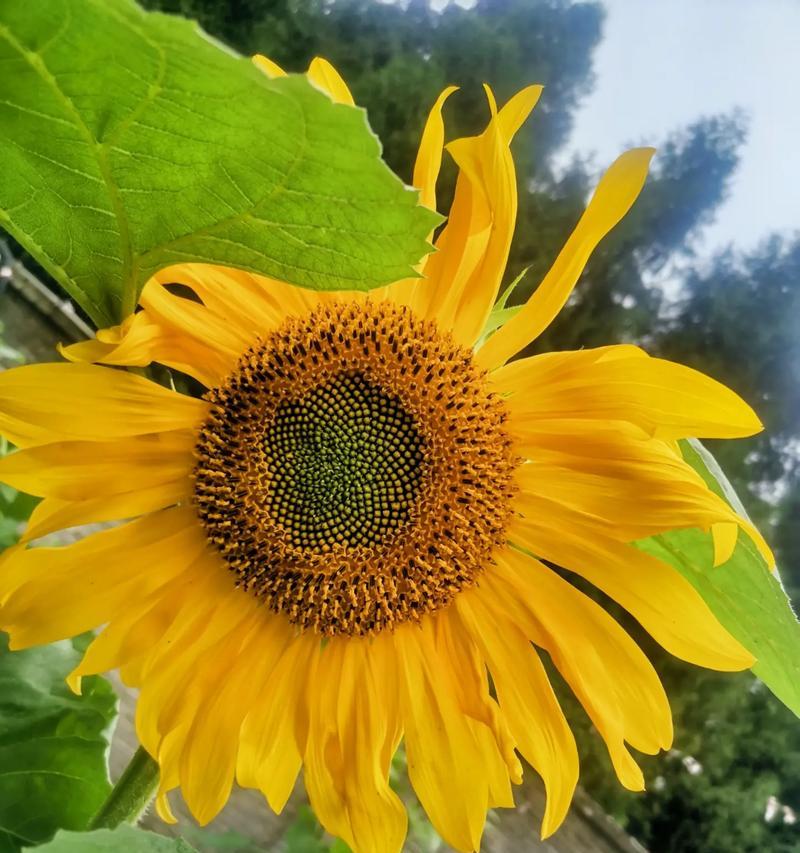 城南的花语是什么？城南地区花卉的象征意义有哪些？
