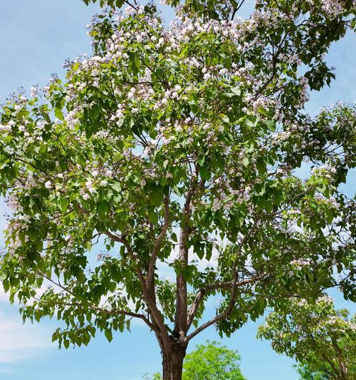 正在发芽的花象征着什么？发芽花朵的深层含义是什么？