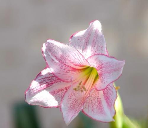 正在发芽的花象征着什么？发芽花朵的深层含义是什么？