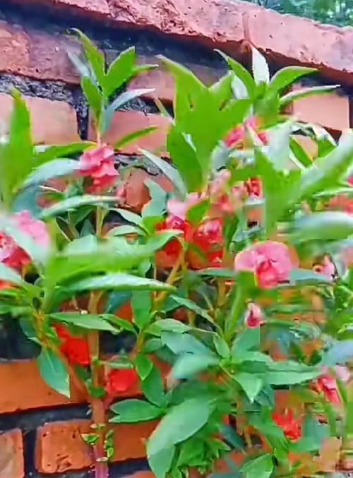 正在发芽的花象征着什么？发芽花朵的深层含义是什么？