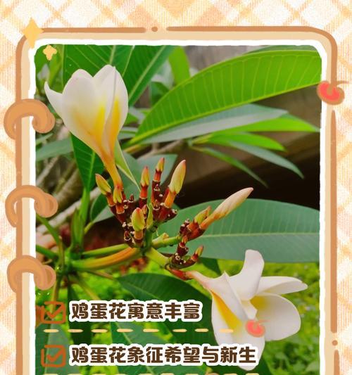 什么花代表重生的花语？如何用花语表达新生？