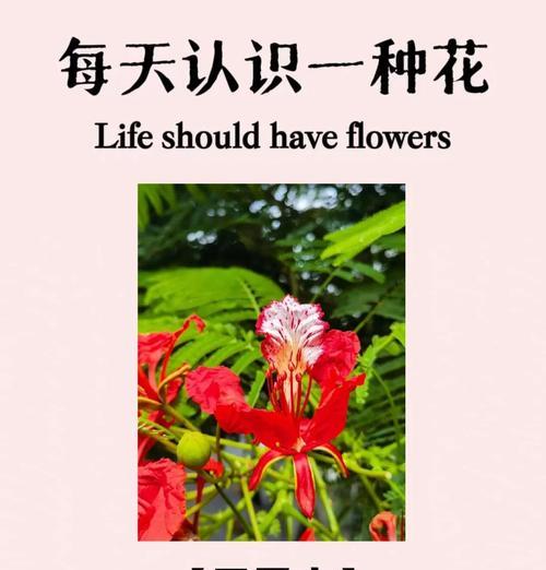 什么花代表重生的花语？如何用花语表达新生？