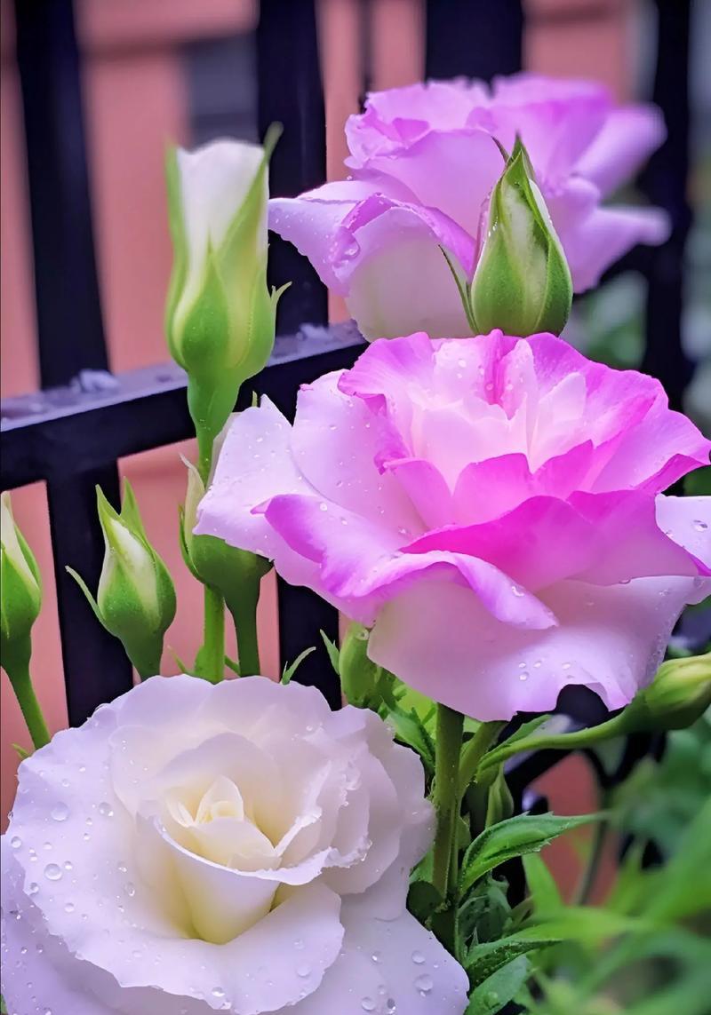 强者衰败的花语是什么？这种花代表了什么含义？