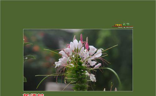 龙须花的寓意和象征是什么？如何正确理解龙须花的花语？