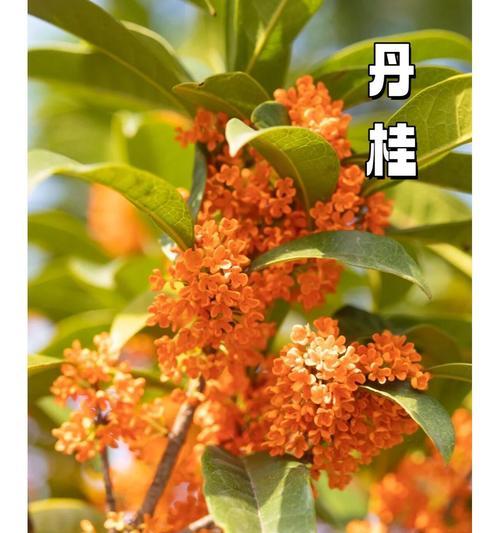 黄瑰的花语是什么？黄瑰代表的含义有哪些？