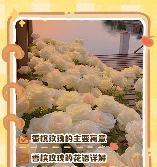 香槟玫瑰花语是什么？如何表达爱意？