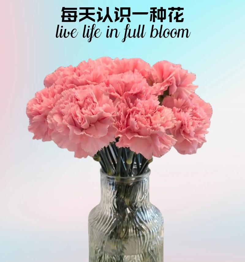白康乃馨的花语是什么？购买时需要注意哪些事项？