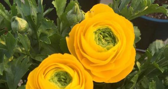 学分的花语是什么？花语背后的含义有哪些？