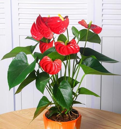 什么花寓意发财？如何选择寓意吉祥的花卉？