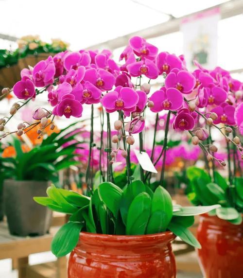 什么花寓意发财？如何选择寓意吉祥的花卉？