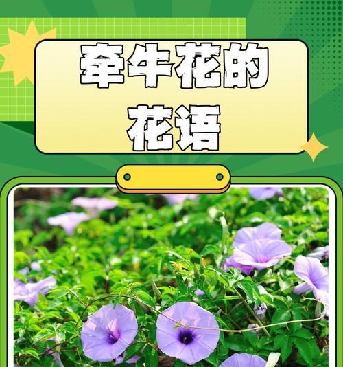 什么花象征着默默的爱情？揭秘默默爱情的花卉代表
