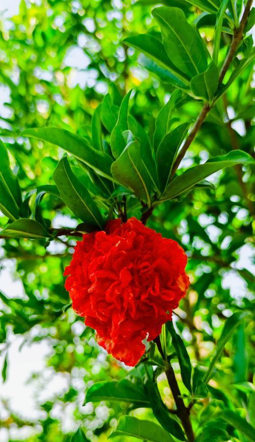 象征无病无灾的花是什么花？这种花的寓意和用途有哪些？