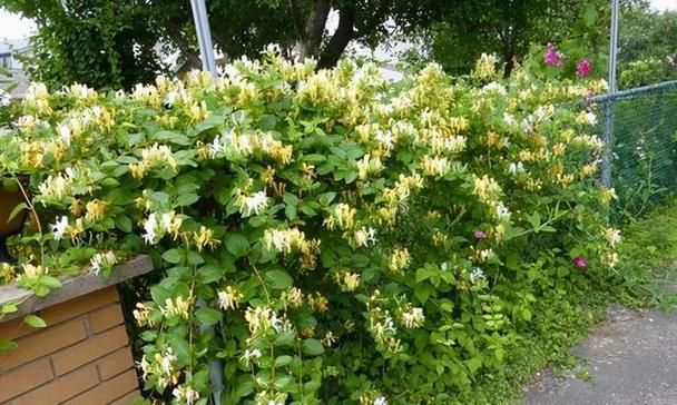 象征无病无灾的花是什么花？这种花的寓意和用途有哪些？