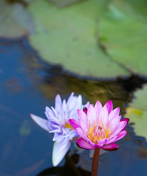 双花并蒂代表什么寓意？并蒂花的象征意义有哪些？