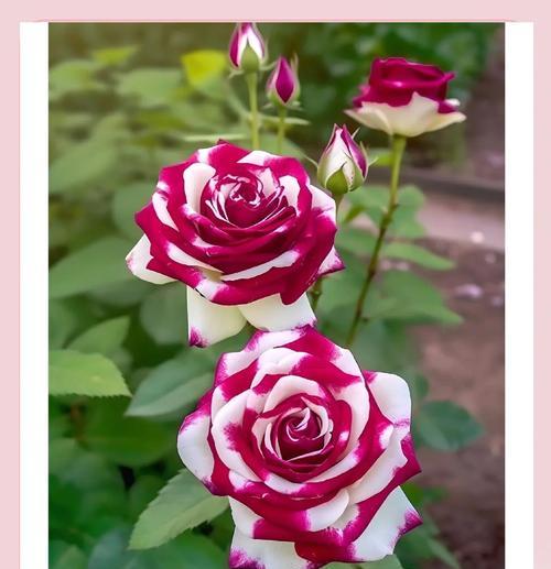 双花并蒂代表什么寓意？并蒂花的象征意义有哪些？