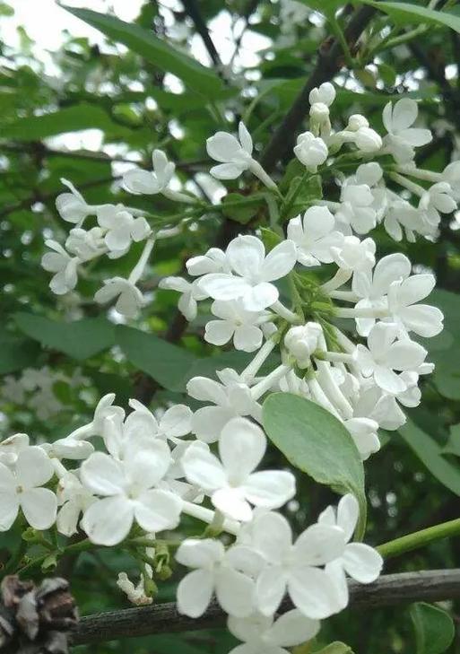刘辩的象征花指的是哪种花？它的花语和象征意义是什么？