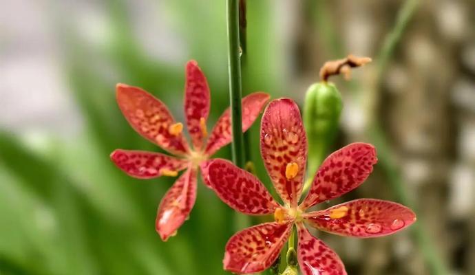 刘辩的象征花指的是哪种花？它的花语和象征意义是什么？