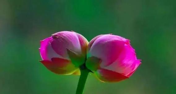 象征夫妻关系的植物花是什么？哪种花最能代表爱情的永恒？