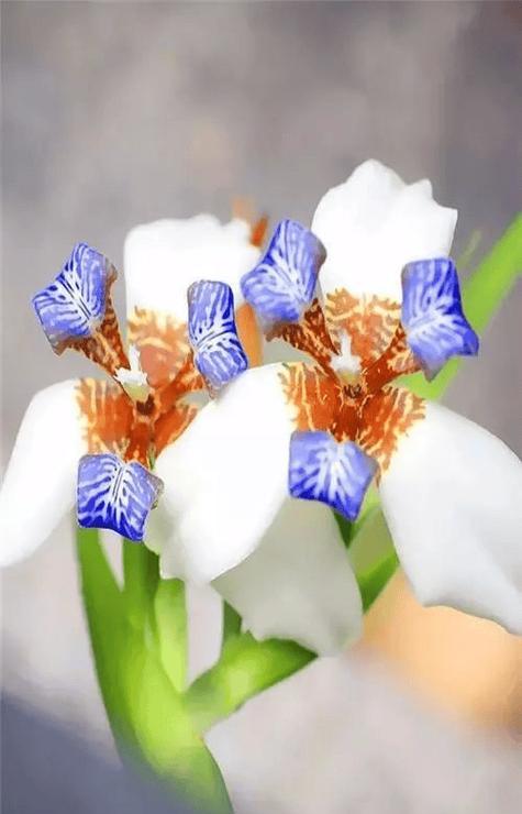 象征夫妻关系的植物花是什么？哪种花最能代表爱情的永恒？
