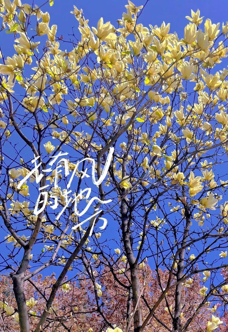 春天开的花有哪些象征相遇？如何挑选代表相遇的花卉？