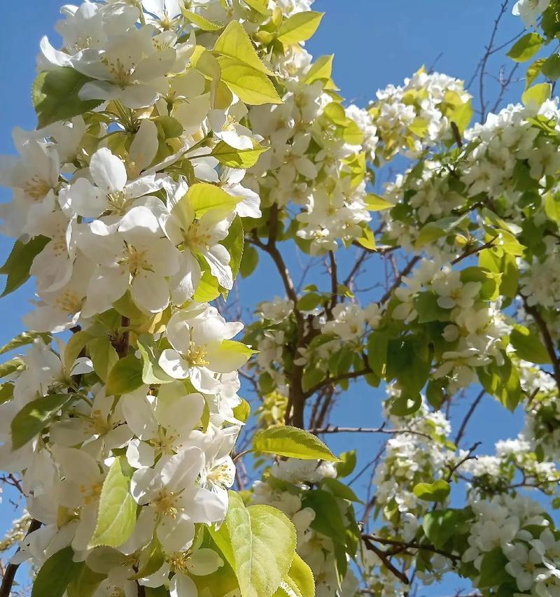 春天开的花有哪些象征相遇？如何挑选代表相遇的花卉？