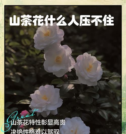 山查花花语是什么？了解山查花的象征意义和文化背景？