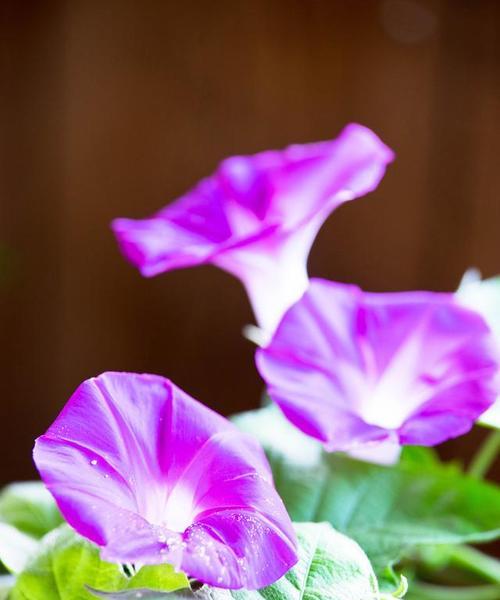 牛花的寓意是什么？如何理解牛花的象征意义？