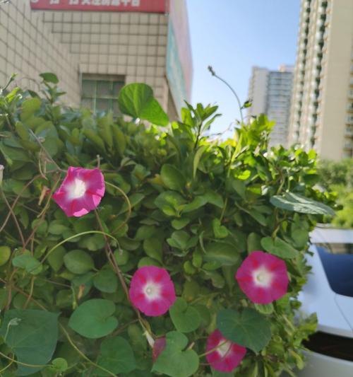 牛花的寓意是什么？如何理解牛花的象征意义？
