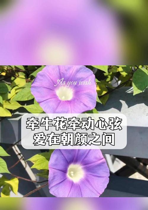 牛花的寓意是什么？如何理解牛花的象征意义？