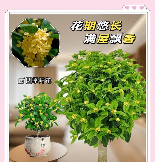 四季发财寓意的花有哪些？花语中代表财富的花卉是什么？