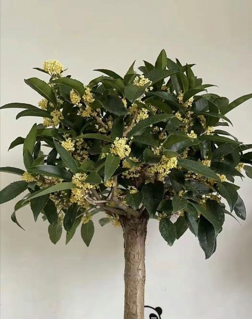 四季发财寓意的花有哪些？花语中代表财富的花卉是什么？