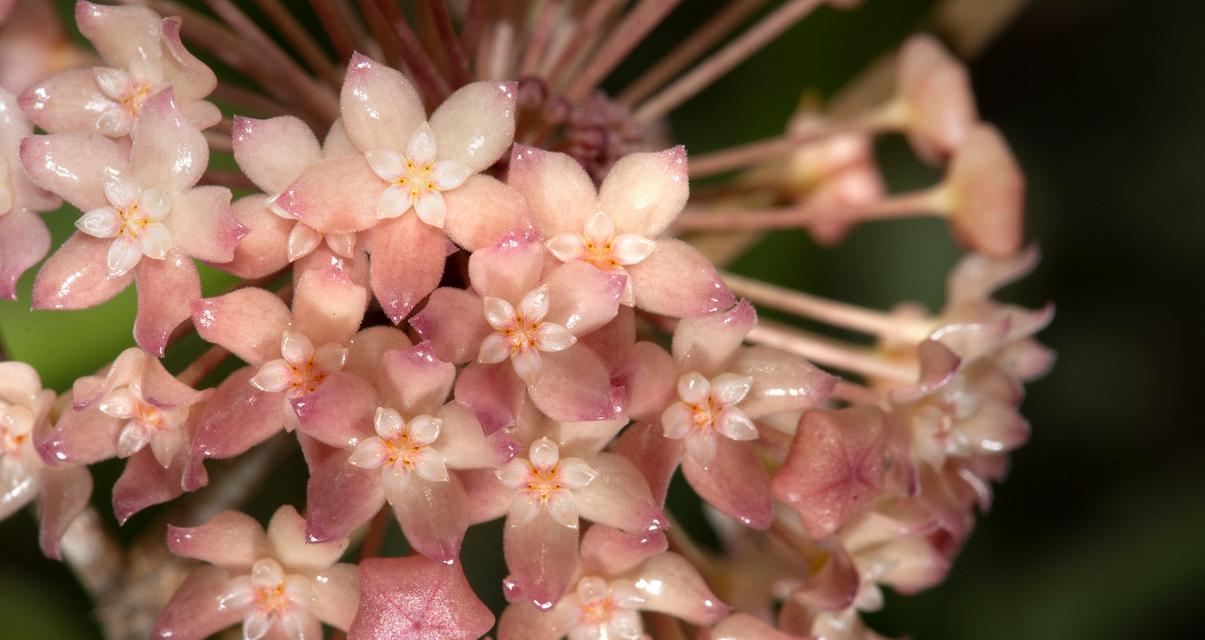 四季发财寓意的花有哪些？花语中代表财富的花卉是什么？