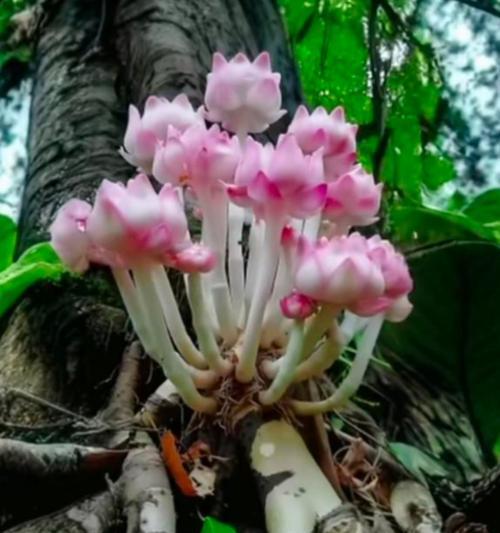 象征光明救赎的花朵是什么花？这种花的花语有哪些含义？