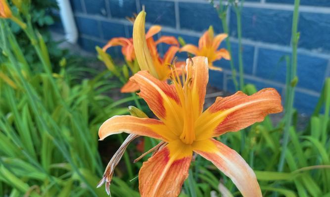 象征光明救赎的花朵是什么花？这种花的花语有哪些含义？