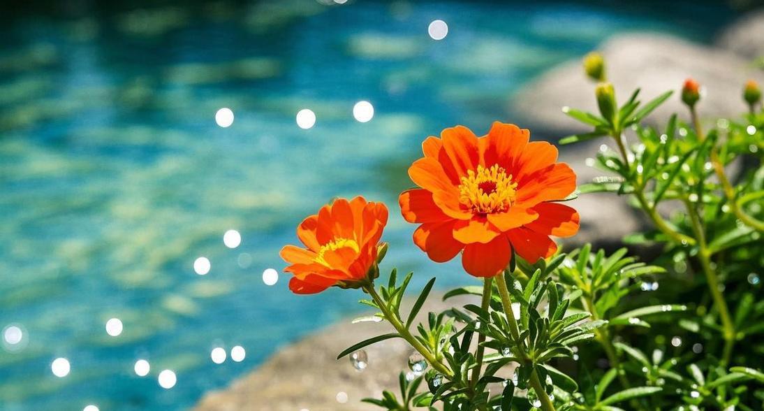 象征光明救赎的花朵是什么花？这种花的花语有哪些含义？